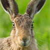 Brown Hare (Lepus capensis) close-up portrait facing camera showing large ears